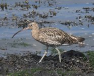 Curlew_Girdle Ness_140821a.jpg