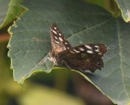 Speckled Wood_Girdle Ness_140821a.jpg