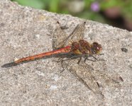 Common Darter_Girdle Ness_140821a.jpg