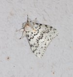 Lymantria pelospila 11 08 2021.JPG