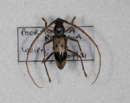 Phoracantha recurva 18 07 2021.JPG