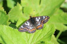 Cynthias Fritillary it 2.jpg