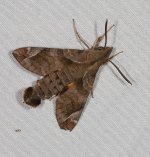 Macroglossum prometheus lineata 16 08 2021 (2).JPG