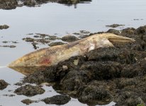 whale sp, Helmsdale, 20210719a.JPG