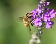 Hoverfly (Garden).jpg