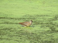 Dowitcher (3).JPG