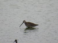 Long-Billed Dowitcher (Home).JPG