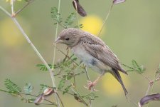 Black-headed Bunting-181118-113ND500-FYP_7854.jpg