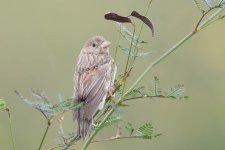 Black-headed Bunting-181118-113ND500-FYP_7707.jpg