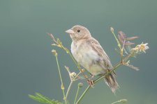 Black-headed Bunting-181118-113ND500-FYP_8845.jpg