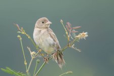 Black-headed Bunting-181118-113ND500-FYP_8813.jpg