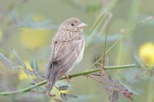 Black-headed Bunting-181118-113ND500-FYP_8474.jpg