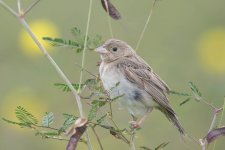 Black-headed Bunting-181118-113ND500-FYP_8365.jpg