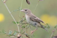 Black-headed Bunting-181118-113ND500-FYP_7900.jpg