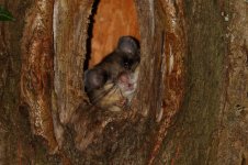 20210810 (13)_Edible_Dormouse.JPG