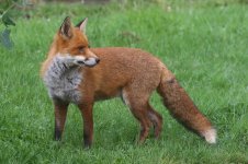 20210730 (2)_Red_Fox.JPG