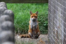 20210813 (8)_Red_Fox.JPG