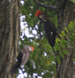 Juvenile Pileated Woodpeckers
