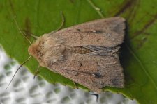 m_Moth3_0821.jpg