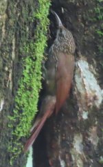 Mystery woodcreeper.jpg