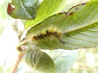 Vapourer moth poss  01 (small).jpg