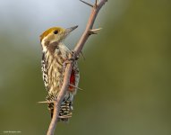 27 aug 21 bera yellow-crowned woodpecker female 1.jpg
