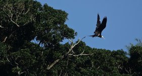 DSC01918 Lesser Frigatebird @ Cheung Chau bf.jpg