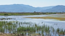 Alykes Wetland Skala Kalloni Spring wader hot spot Lesvos Greece  280417.jpg