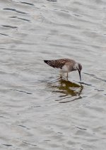 unknown Lesser Yellowlegs Aug 29 21 IMGP4351.jpg