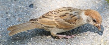 Eurasian Tree Sparrow.jpg