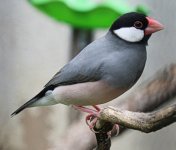 Java Sparrow.jpg