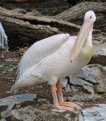Great White Pelican.jpg
