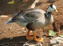 Bar-headed Goose.jpg