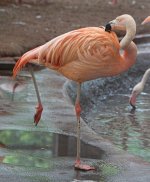 Chilean-Flamingo.jpg
