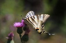 Iberian Scarce Swallowtail sp 1.jpg