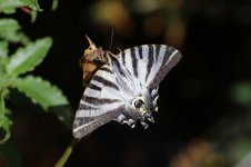 Iberian Scarce Swallowtail sp 2.jpg