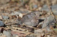 Tree Grayling sp 1.jpg