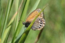 Spanish Chestnut Heath sp 1.jpg