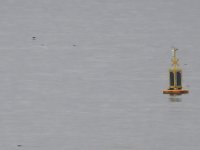 Sooty Shearwater_Girdle Ness_030921a.jpg