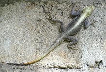 Lagarto Etíope.jpg