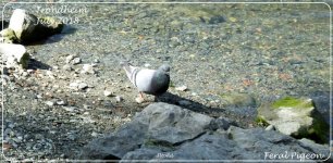 BF_Feral_Pigeon_310718.jpg