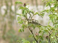 L1220733_Willow Warbler.jpg