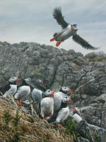 Puffins-of-skomer-web (2).jpg