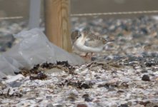 tn_Little Tern Chick 11.JPG