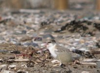 tn_Little Tern Chick 12.JPG