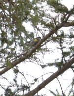 possible yellow rumped warbler sept 6 2021.jpg
