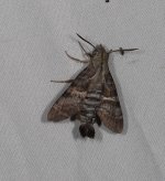 Macroglossum errans 05 09 2021.JPG