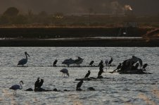 Lesvos Dalmatian Pelican Kalloni Salt Pans 040921 - cc H Vaughan.jpg