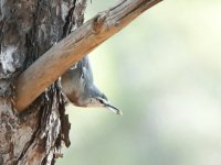 Lesvos Kruper's Nuthatch, Achladeri 080921 . cc H Vaughn.jpg