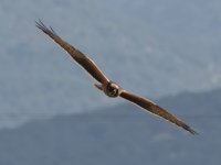 Lesvos Montagu's Harrier Alykes Wetland 060921 - cc H Vaughan.jpg